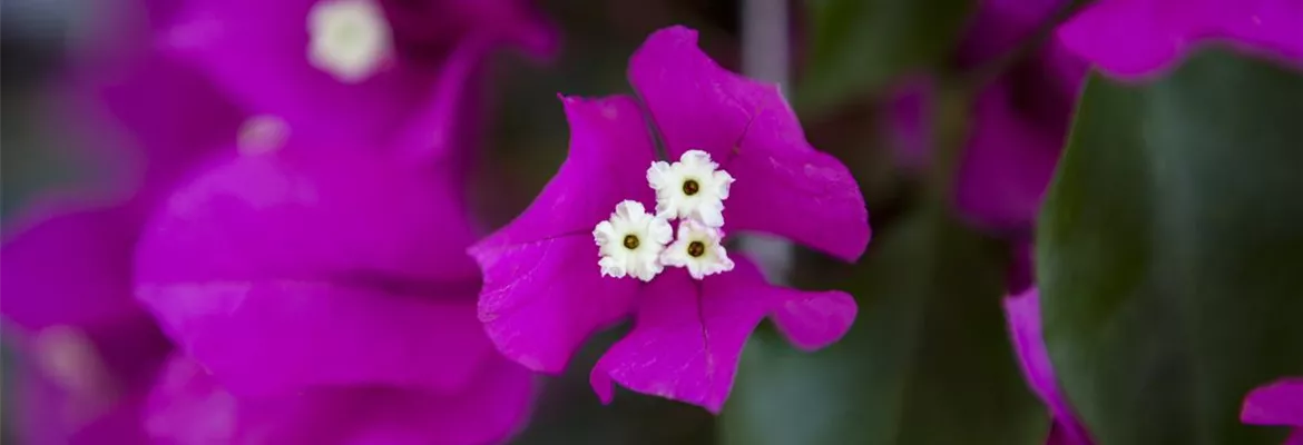 Bougainvillea – Die Wunderblume richtig pflegen