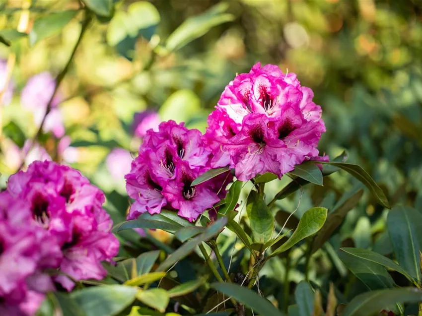 Rhododendron 'Ornament'