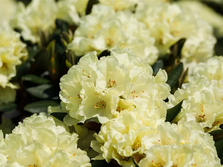 Rhododendron 'Goldinetta'®