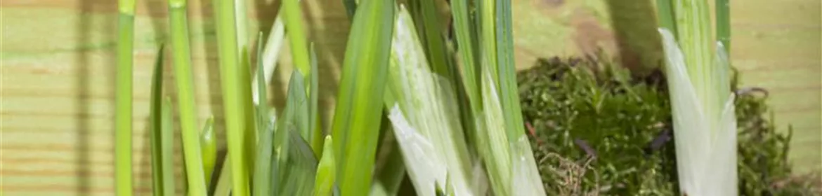 Iris reticulata, ZwiebelSchwertlilie