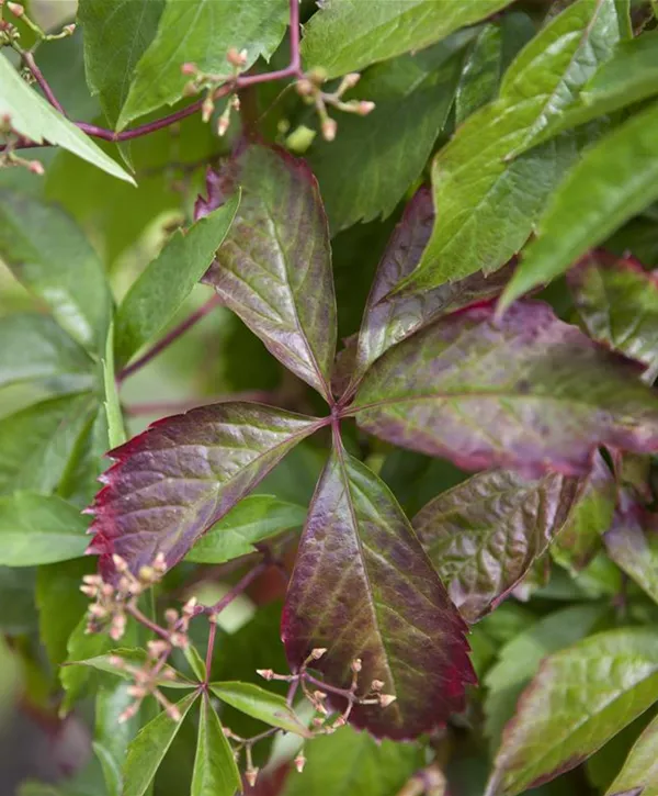 Parthenocissus quinquefolia Steckholz 10 x Wilder Wein Stecklinge 