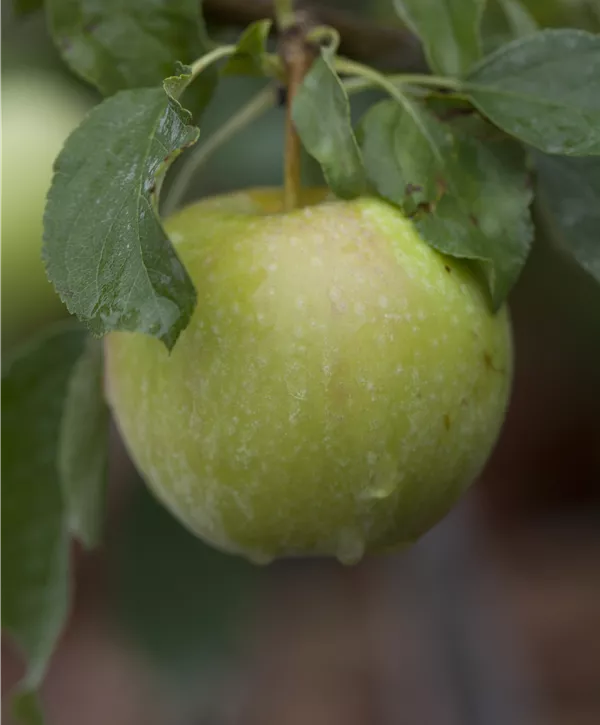 Malus domestica 