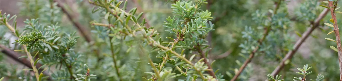 Podocarpus lawrencei 'Blue Gem', AlpenSteineibe 'Blue Gem'