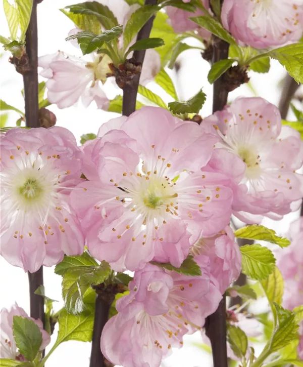 Prunus triloba, Mandelbäumchen