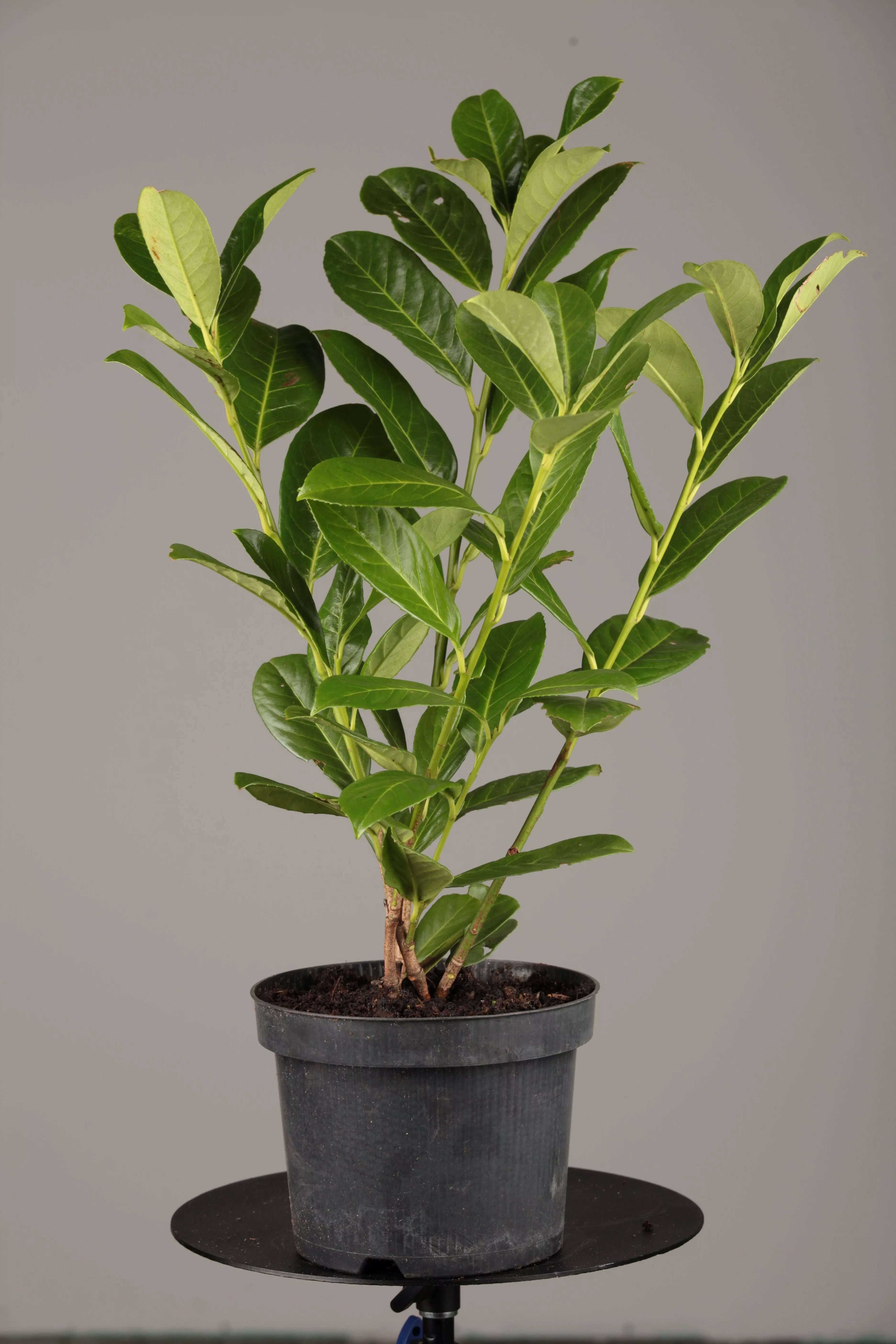 prunus laurocerasus 'rotundifolia', lorbeerkirsche 'rotundifolia'
