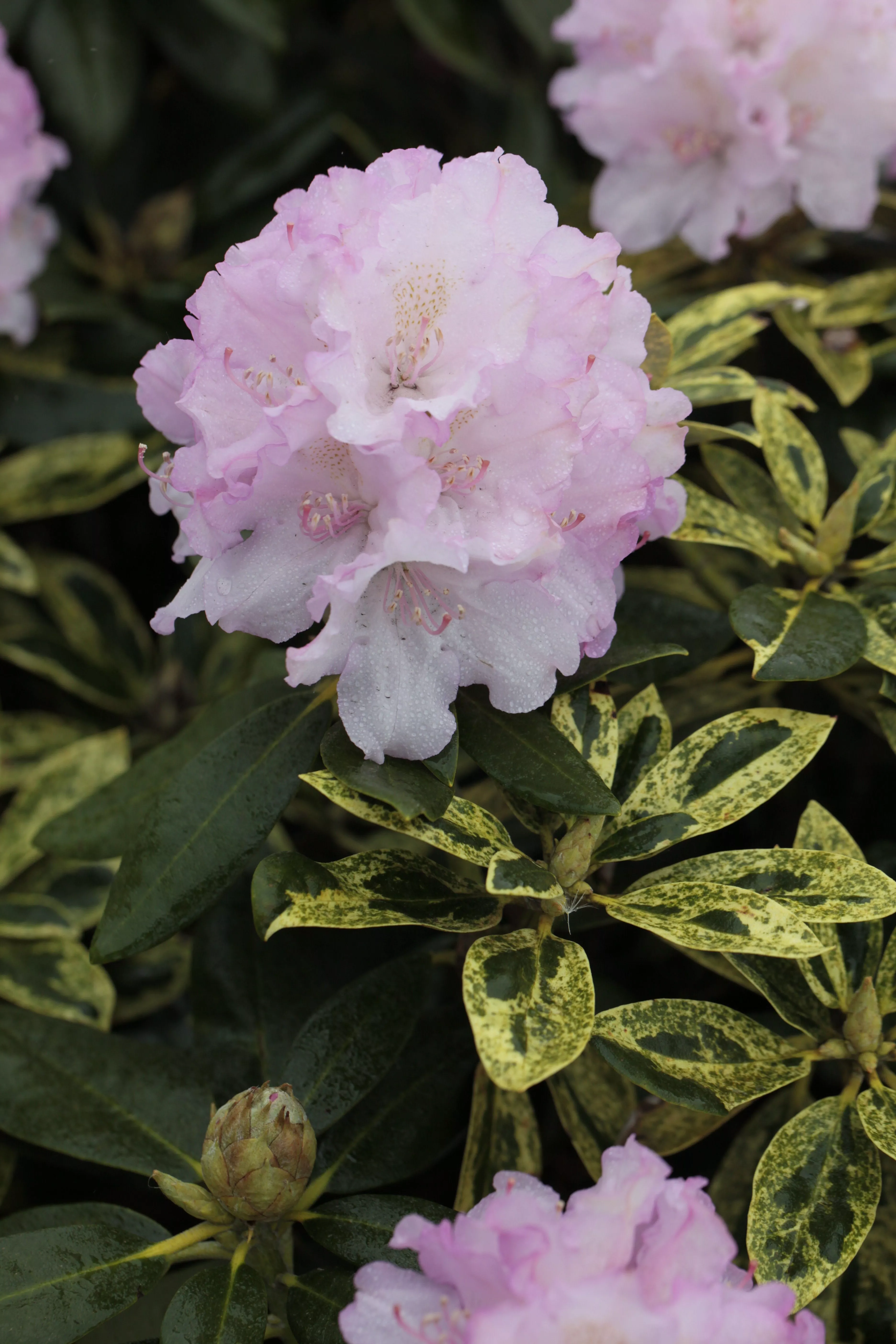 Rhododendron großblumige Hybride Picotee 30-40cm Frühlingsblüher 