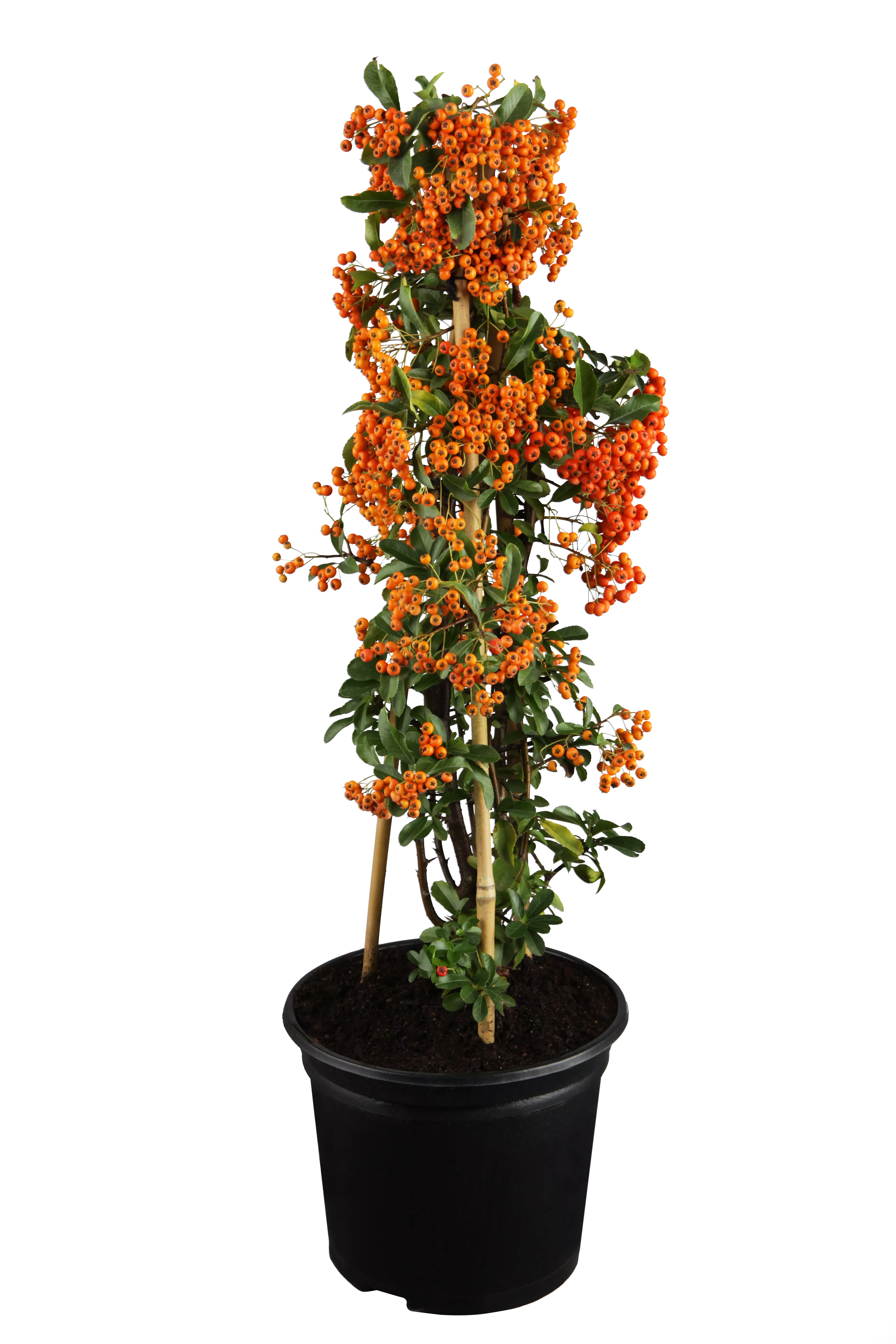 Stilvolle Pyracantha Red Column Bilder