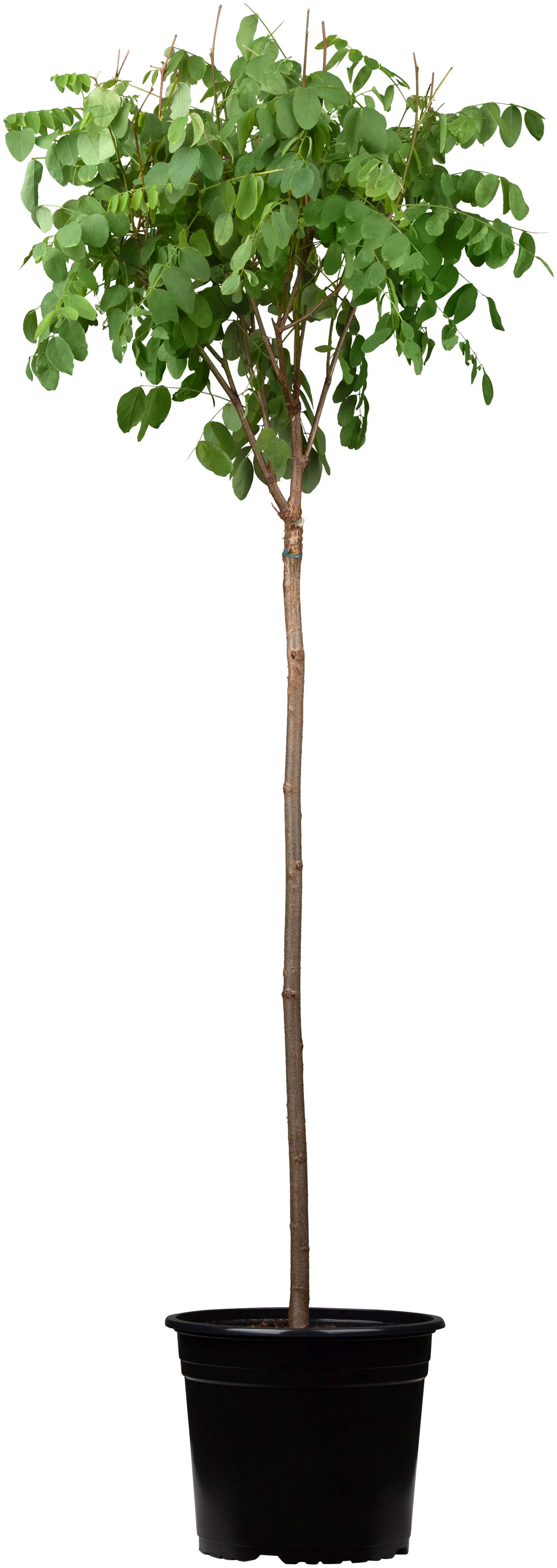 Robinia pseudoacacia 'Umbraculifera', Kugelakazie 'Umbraculifera'