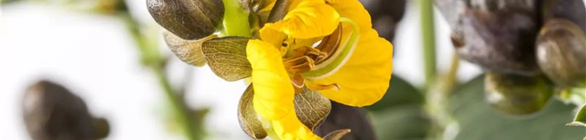 Senna didymobotrya, Geflügelte Senna