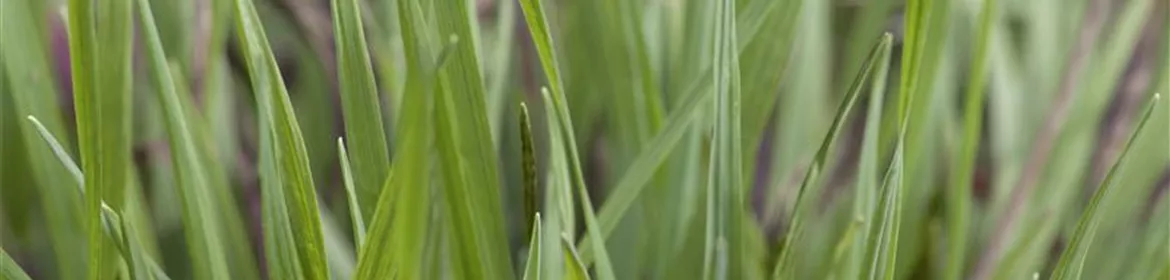 Briza media 'Limouzi', GartenZittergras 'Limouzi'