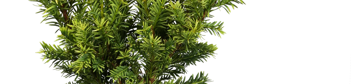 Taxus baccata 'Semperaurea', Goldene Straucheibe 'Semperaurea'