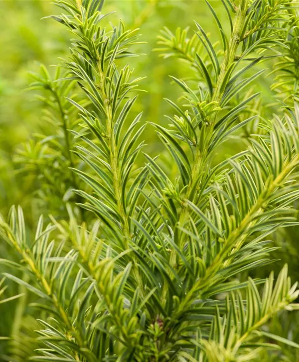 Taxus baccata 'Semperaurea', Goldene Straucheibe 'Semperaurea'