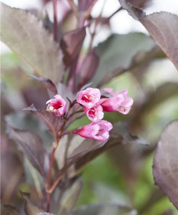 Weigela florida 'Alexandra'(s), Rosa Weigelie 'Alexandra'(s)