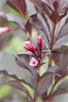 Weigela florida 'Victoria', Weigelie 'Victoria'