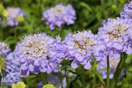 Scabiosa columbaria 'Pink Mist', GartenTaubenSkabiose 'Pink Mist'