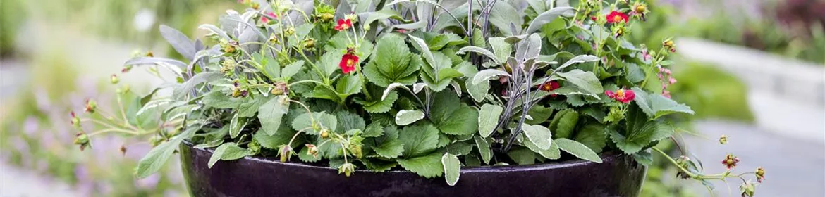 30+ Dreifarbiger Salbei Pflanze, Salvia officinalis &#039;tricolor&#039;