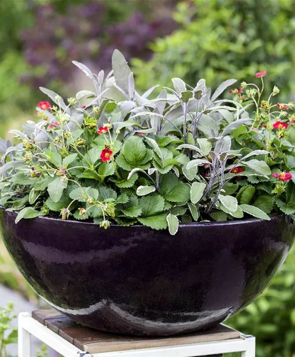 Salvia officinalis 'Tricolor', Dreifarbiger GartenSalbei