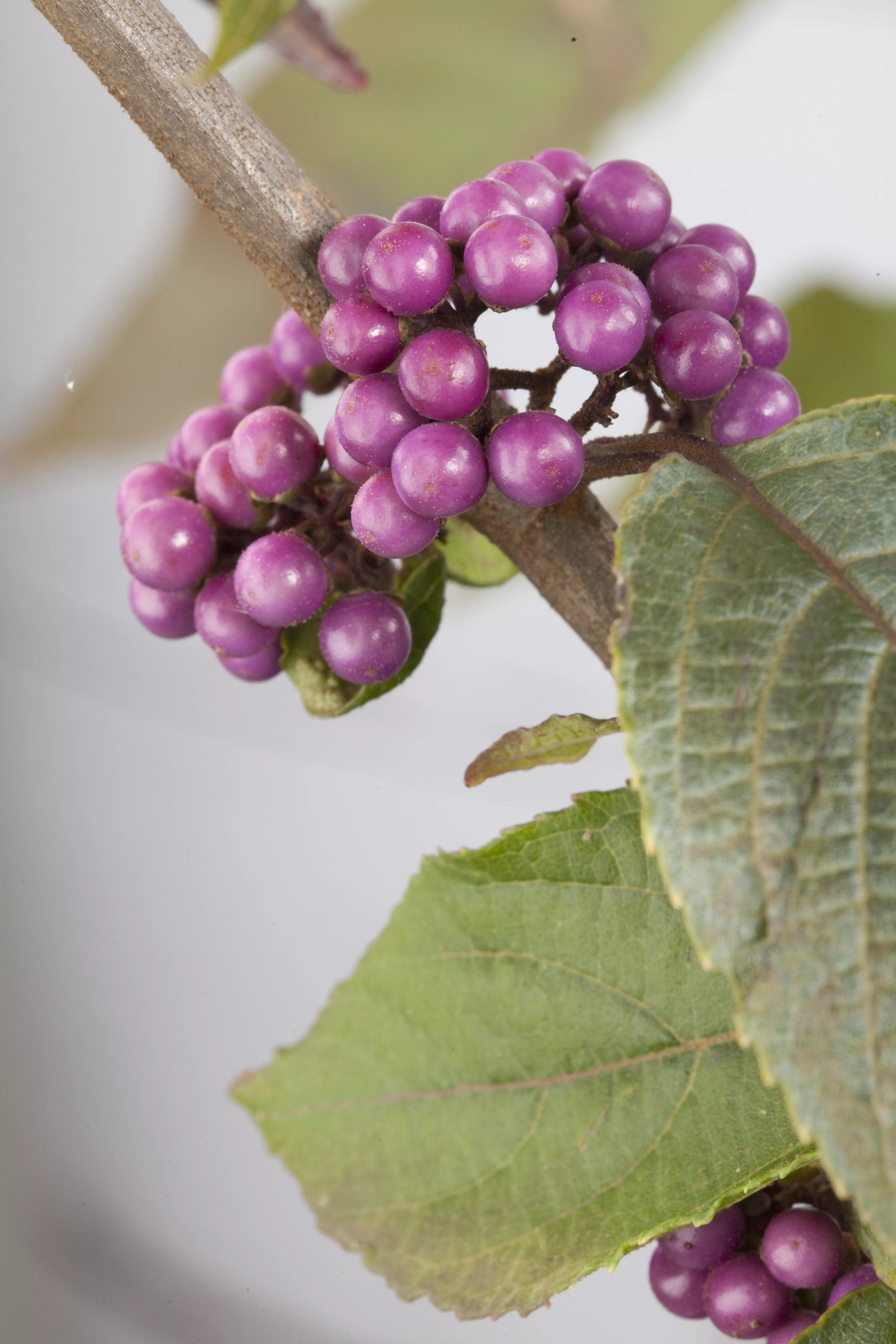 Callicarpa bodinieri, Schönfrucht