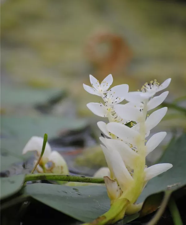 Aponogeton distachyos, Afrikanische Wasserähre