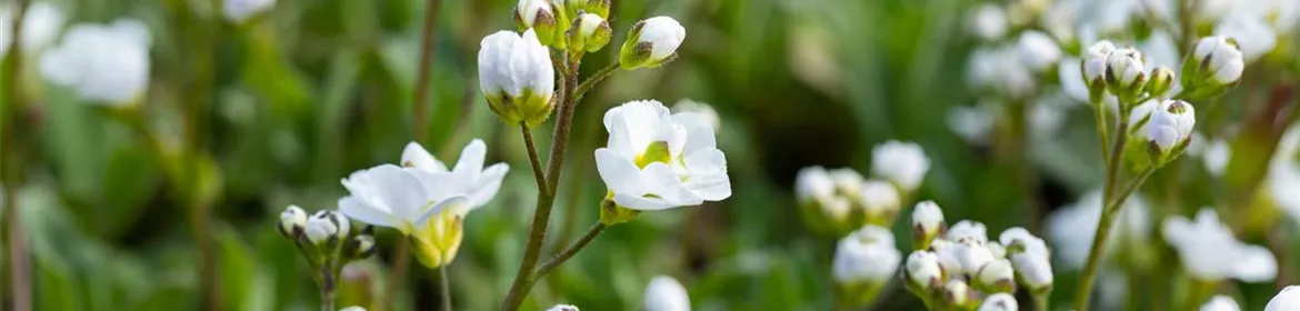 Arabis caucasica 'Plena', GartenGänsekresse 'Plena'