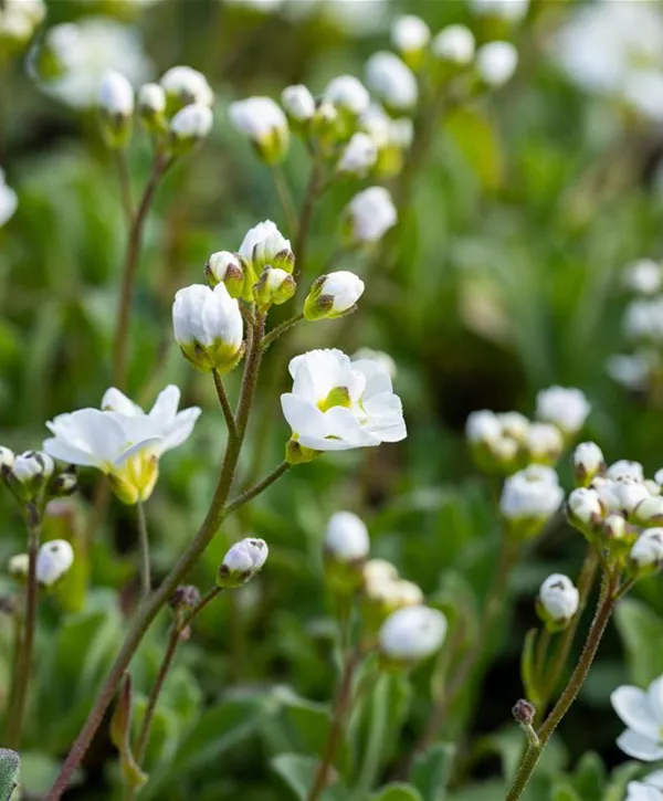 Arabis caucasica 'Plena', GartenGänsekresse 'Plena'