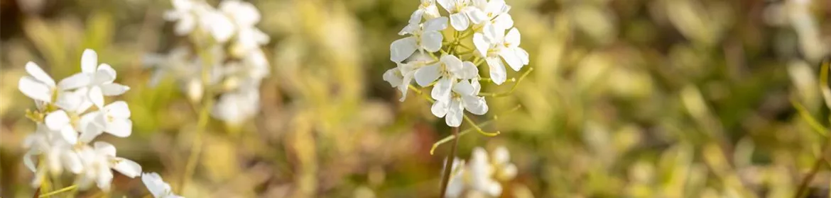 Arabis ferdinandicoburgii 'Old Gold', Kleine GartenGänsekresse 'Old Gold'