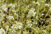 Arabis ferdinandicoburgii 'Variegata', Kleine GartenGänsekresse