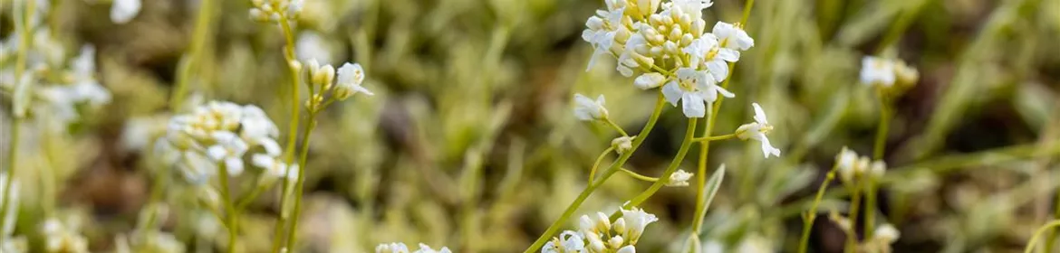 Arabis ferdinandicoburgii 'Variegata', Kleine GartenGänsekresse