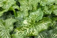 Arum italicum, Geaderter GartenAronstab