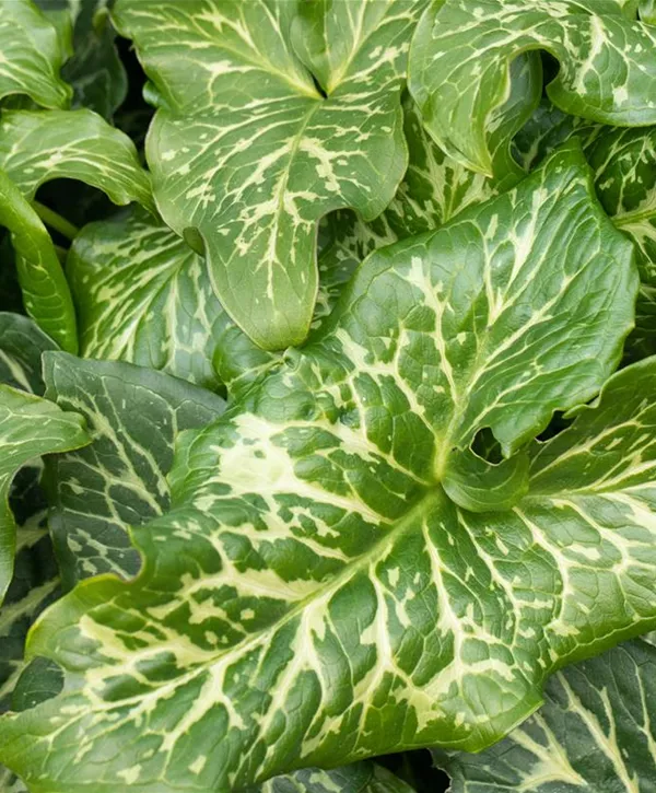 Arum italicum, Geaderter GartenAronstab