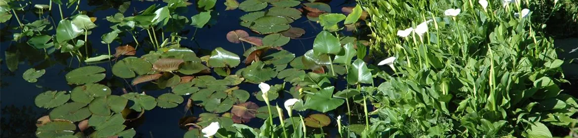 Calla palustris, Schlangenwurz