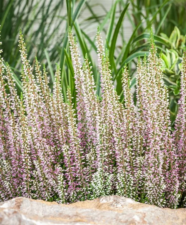 Calluna vulgaris 'Beauty Ladies Twins', Knospenblüherheide 'Beauty