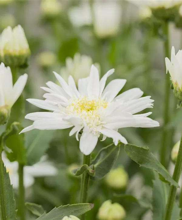 Leucanthemum x superbum 'Christine Hagemann', Großblumige Garten