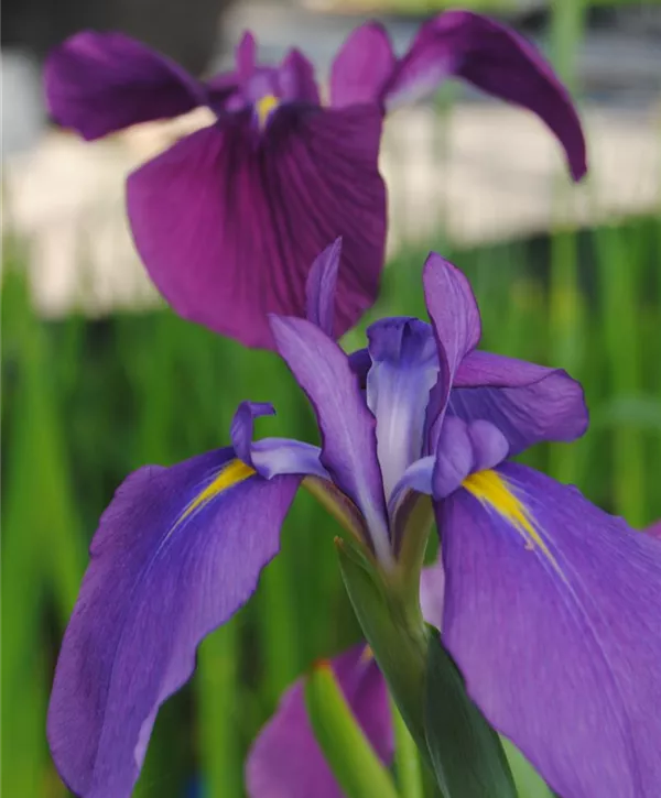 Iris ensata Japanische Sumpf Schwertlilie Loyalty 