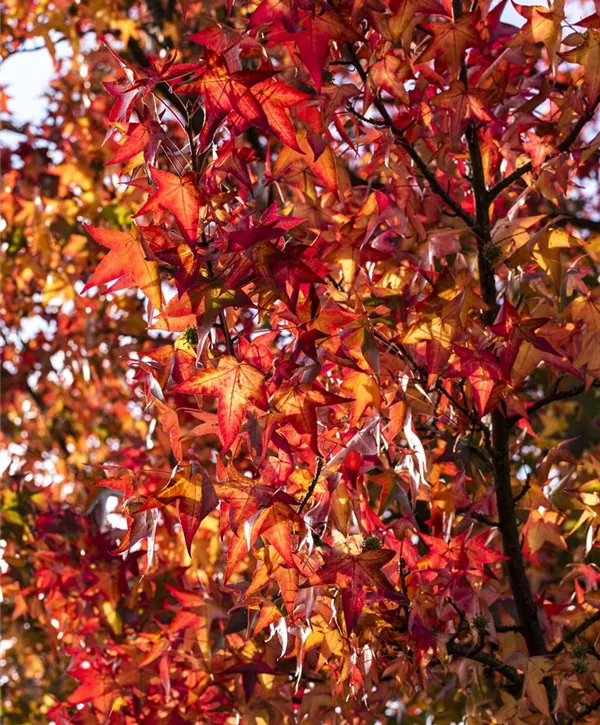 Liquidambar styraciflua 'Worplesdon', Amberbaum 'Worplesdon'