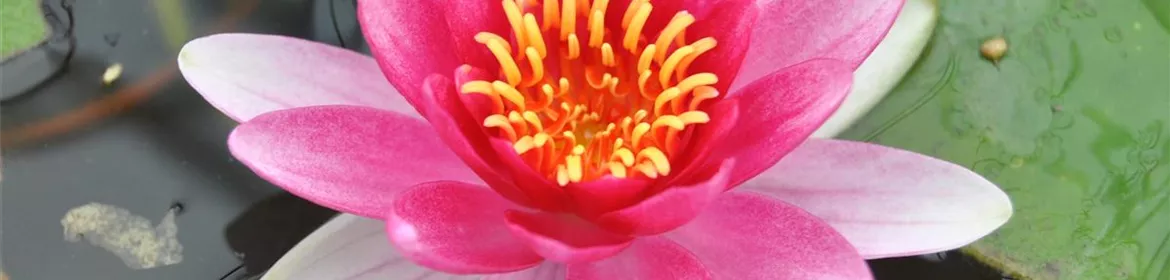 Nymphaea 'Attraction', GartenSeerose 'Attraction'