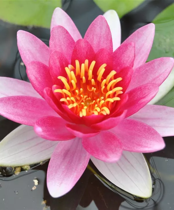 Nymphaea 'Attraction', GartenSeerose 'Attraction'