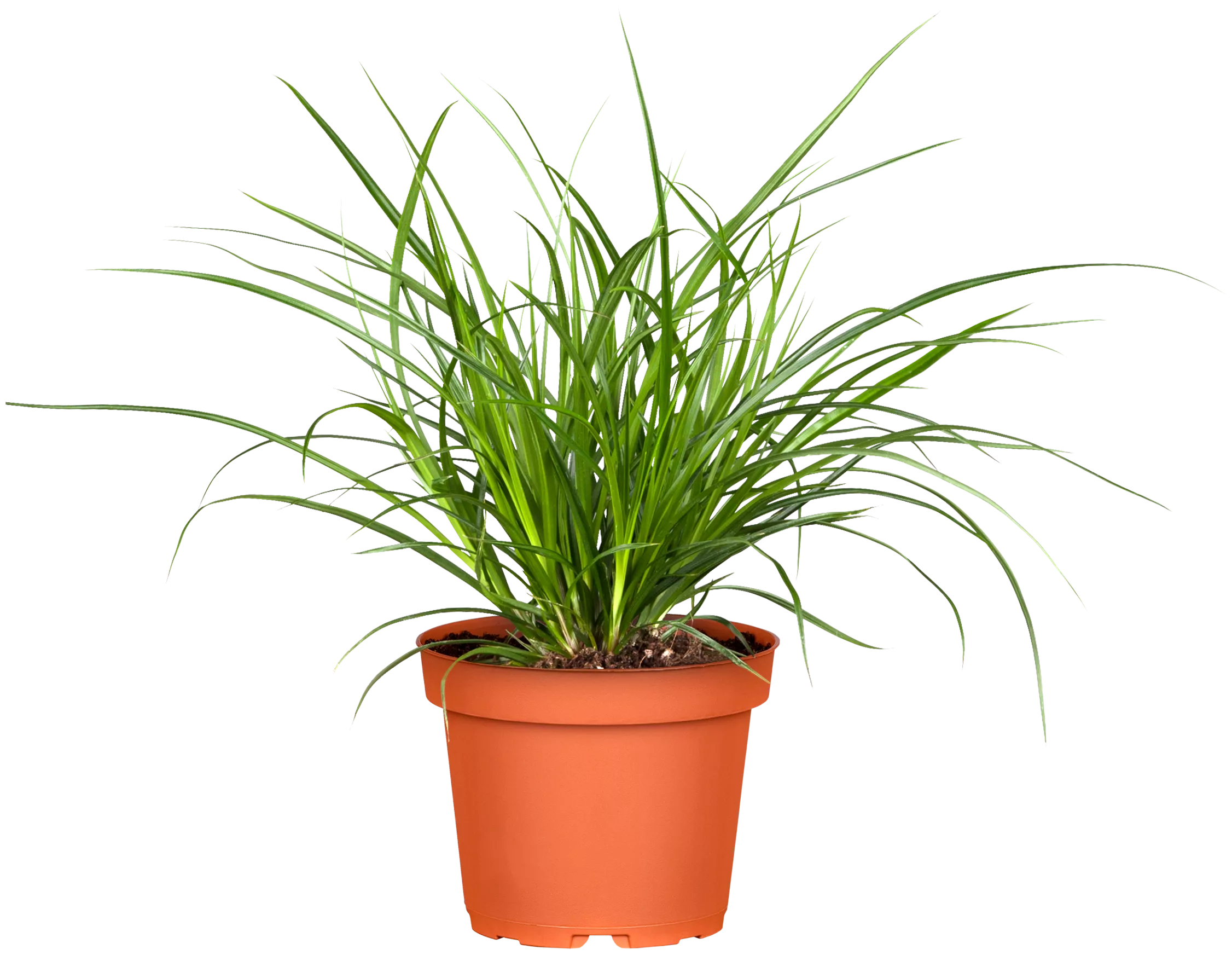 Carex brunnea, Bräunliche Segge