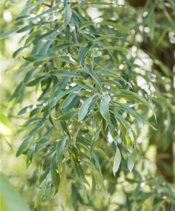 Pyrus salicifolia 'Pendula', Hängende Wildbirne 'Pendula'