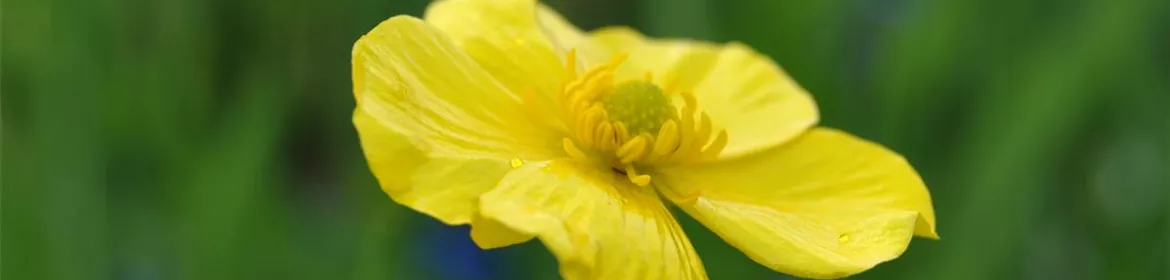 Ranunculus lingua, ZungenHahnenfuß
