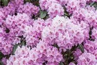 Rhododendron carolinianum 'Checkmate', Karolina-Rhododendron 'Checkmate'