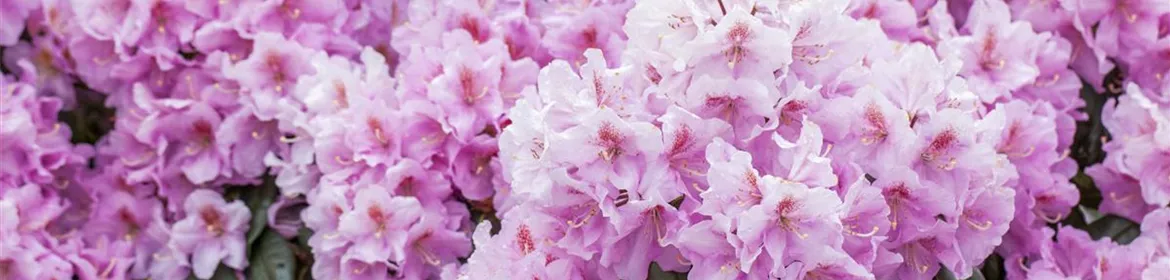 Rhododendron carolinianum 'Checkmate', Karolina-Rhododendron 'Checkmate'