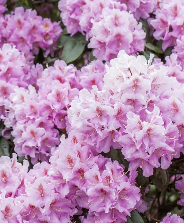 Rhododendron carolinianum 'Checkmate', Karolina-Rhododendron 'Checkmate'