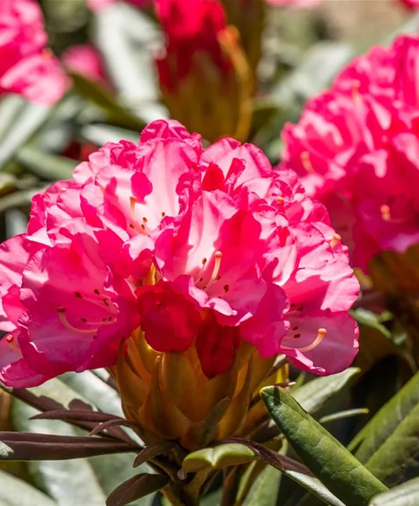 Rhododendron yakushimanum 'Love Song', Yaku-Rhododendron 'Love Song'
