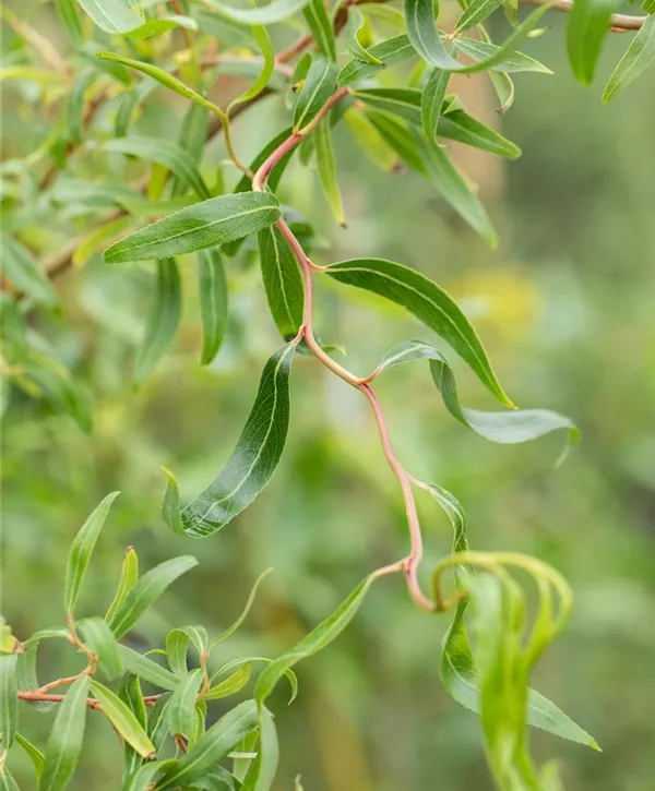 52+ Lockenweide Im Garten, Es gibt sorten mit grauer rinde und.