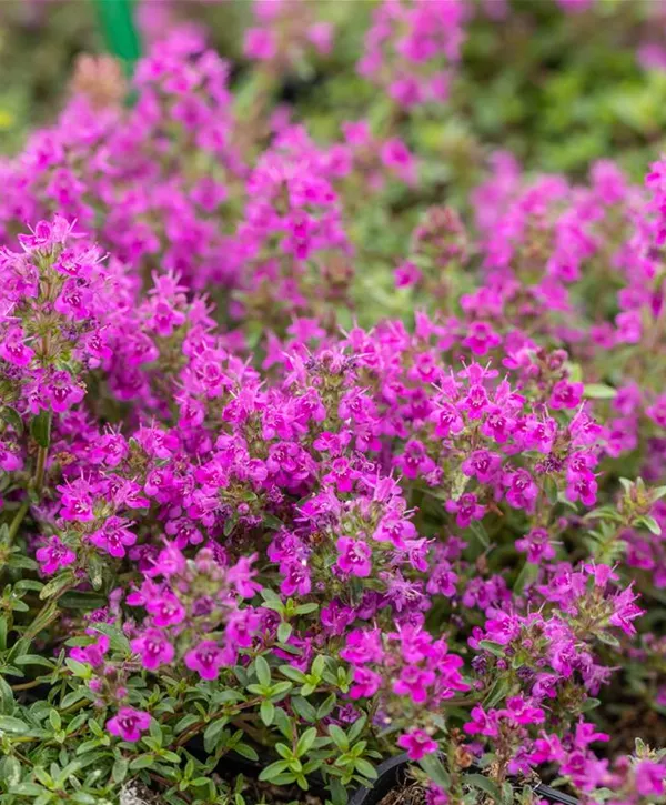 Thymus serpyllum 'Purple Beauty', GartenThymian 'Purple Beauty'
