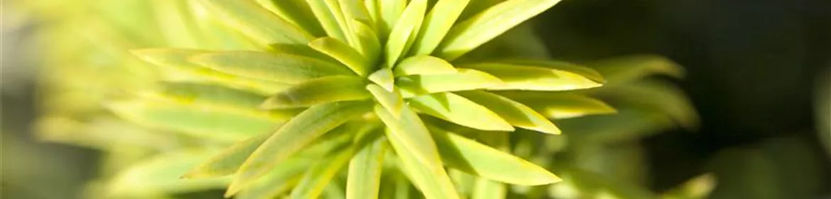 Taxus baccata 'Washingtonii', Straucheibe 'Washingtonii'