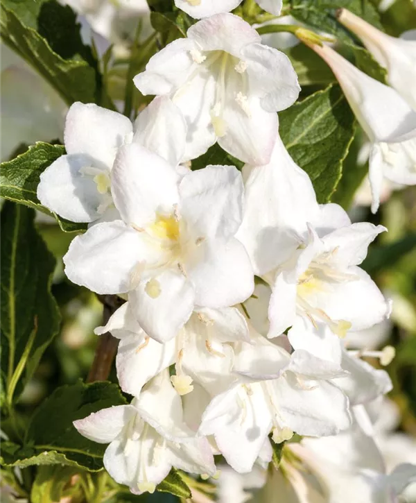 Weigela 'Candida', Weigelie 'Candida'