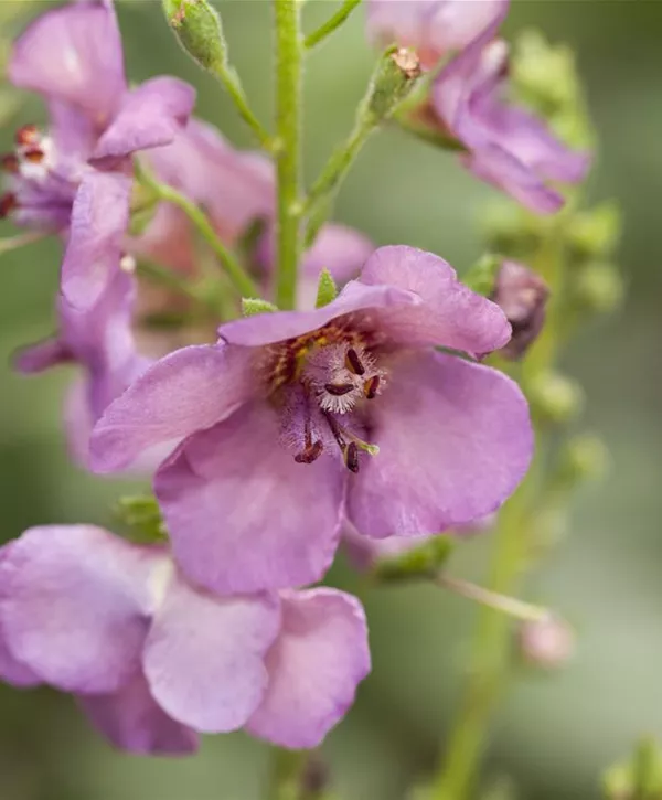 Verbascum Phoeniceum, Purpurblütige Königskerze