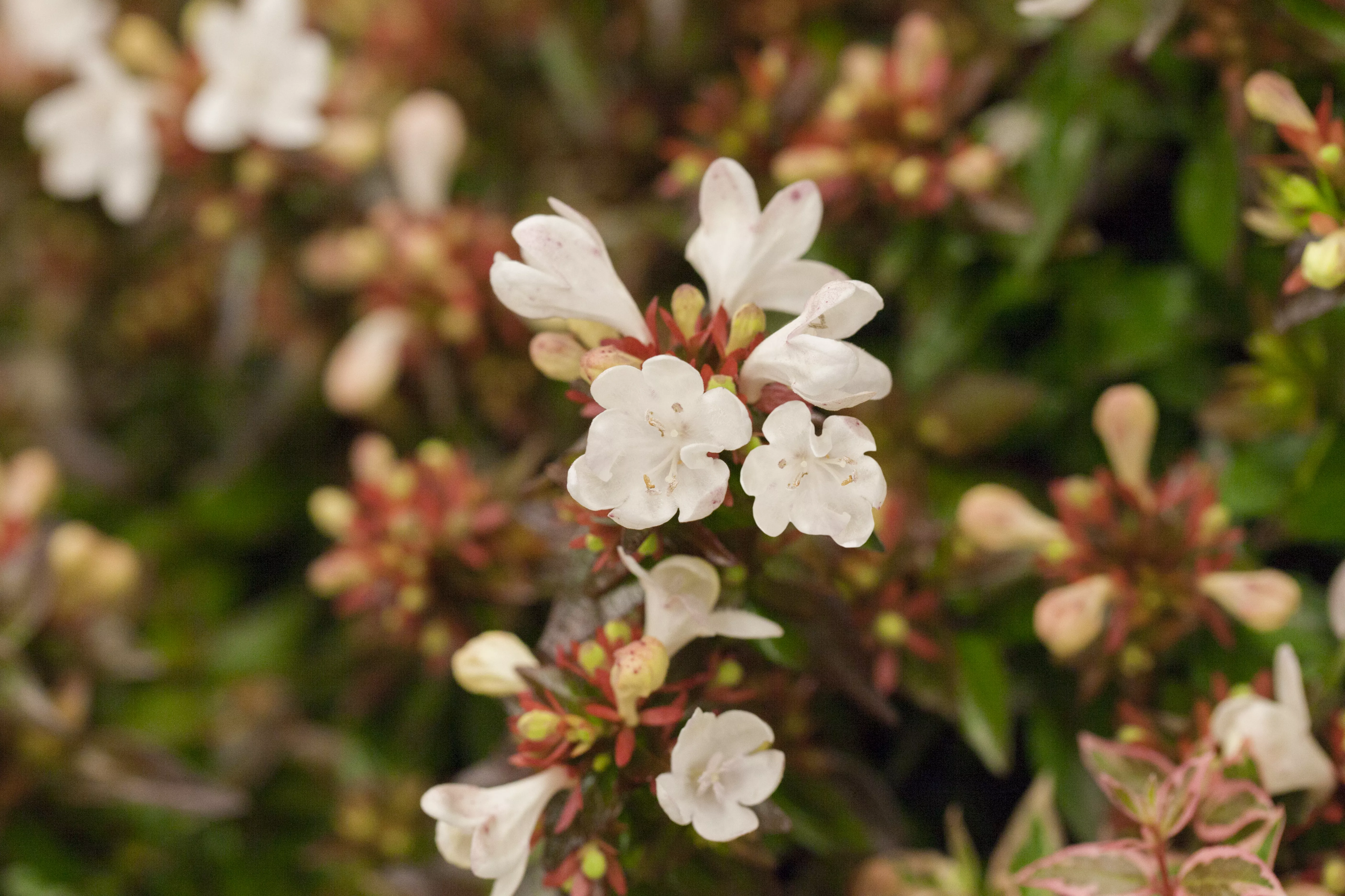 Abelia grandiflora, Großblütige Abelie